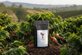 Latin American Blend